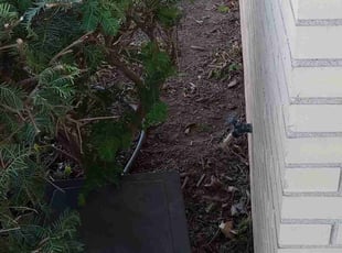 Conner J.'s Bush Trimming service result