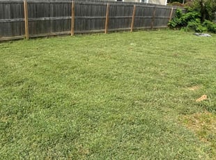 Benjamin P.'s turf care service result