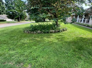 Laura P.'s lawn maintenance service result