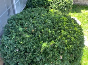 Lloyd F.'s Bush Trimming service result