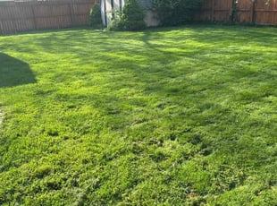 Jen P.'s grass maintenance service result