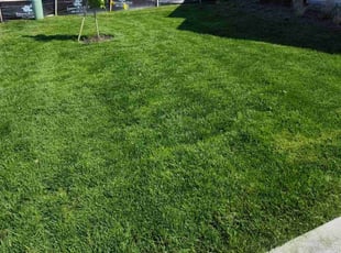 Debia R.'s turf care service result