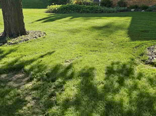 James D.'s turf care service result