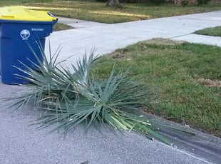 David H.'s Bush Trimming service result