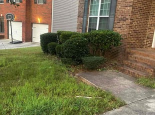 Jacqueline W.'s Bush Trimming service result