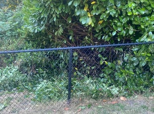 Celeste A.'s Bush Trimming service result