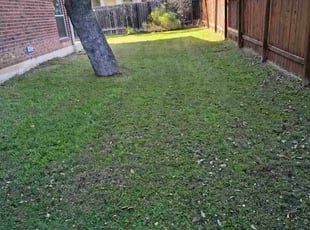 Llewellyn H.'s grass maintenance service result