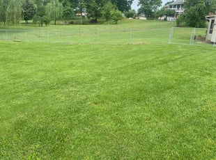 Chrisana B.'s turf maintenance service result