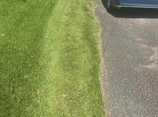 Louie D.'s grass cutting service result