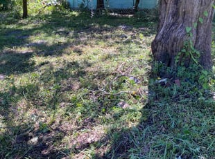 Melanie P.'s lawn care service result