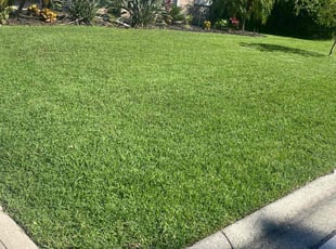 Casey R.'s turf care service result