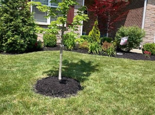 Kimberly H.'s Mulching service result