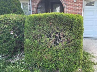 Albert C.'s Bush Trimming service result