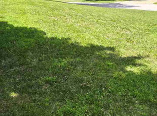 Joyce W.'s lawn maintenance service result