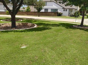 John P.'s turf care service result