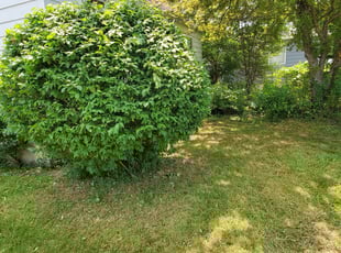 Debbie E.'s Bush Trimming service result
