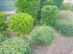 George S.'s Bush Trimming service result