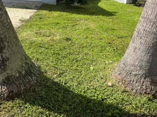 Jonathan L.'s lawn care service result