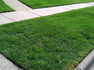 Cary B.'s lawn care service result