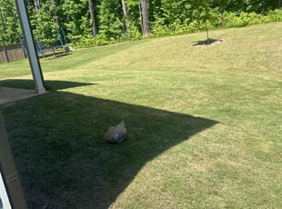 Mike M.'s turf maintenance service result