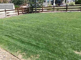Patricia N.'s lawn care services service result