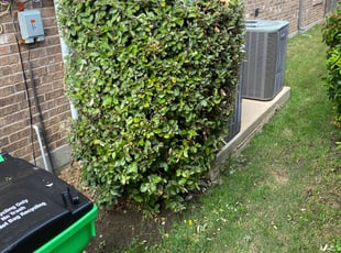 Wanda I.'s Bush Trimming service result