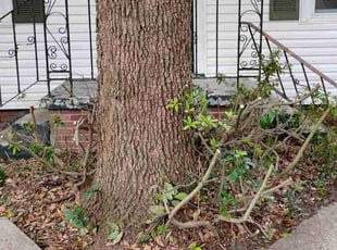 Shannon M.'s Bush Trimming service result