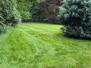 Chris R.'s grass maintenance service result
