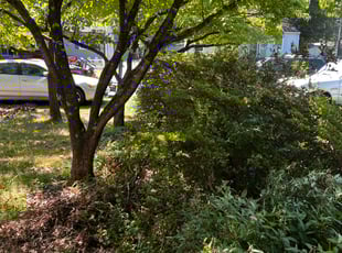 Heather B.'s Bush Trimming service result