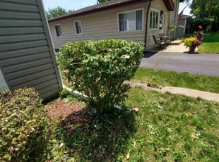 Amanda G.'s Bush Trimming service result