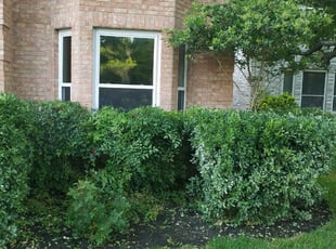 Cathy M.'s Bush Trimming service result