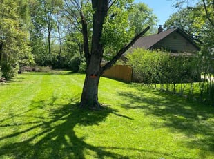 Nick T.'s grass maintenance service result