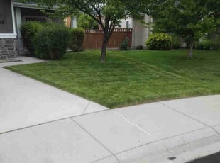 Mike B.'s turf care service result