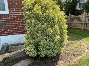 Stephen R.'s Bush Trimming service result