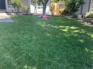 Matthew H.'s lawn maintenance service result