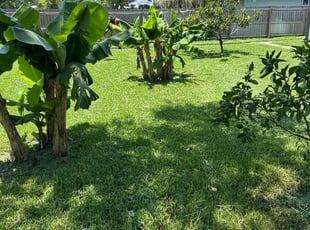 Christina A.'s lawn care service result