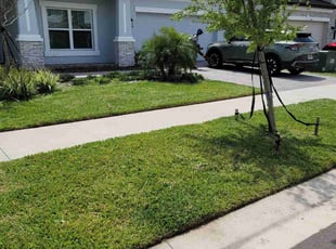 Matt N.'s lawn maintenance service result