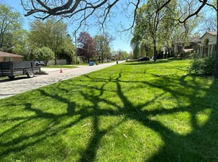 Ahmed M.'s turf care service result