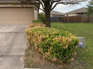 Thomas G.'s Bush Trimming service result