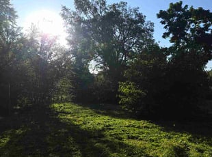 Amanda B.'s Long Grass Cleanup service result