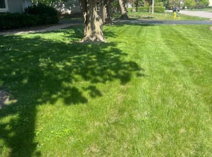 Jomarie M.'s Leaf Removal service result