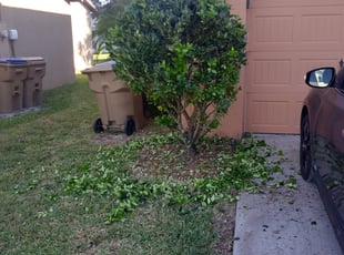 Nate J.'s Bush Trimming service result