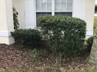 Kenneth H.'s Bush Trimming service result