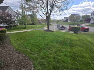 Noah D.'s grass cutting service result
