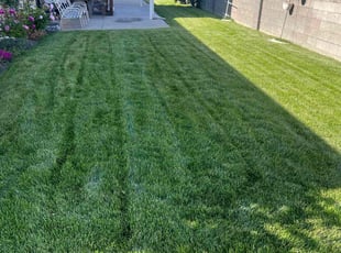 Sabreen A.'s lawn maintenance service result