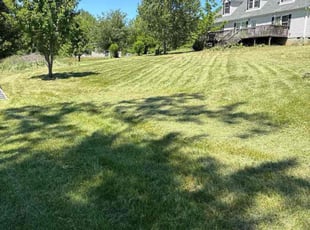 Elisa T.'s Long Grass Cleanup service result