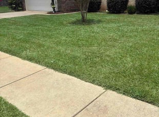 Alberico T.'s lawn maintenance service result