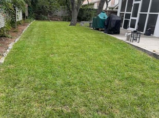 Cecilia H.'s turf care service result