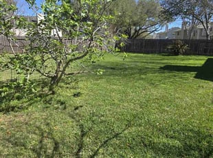 Kim d.'s grass cutting service result