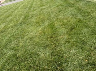 Latonger R.'s lawn care service result
